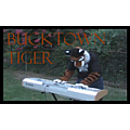 Bucktown Tiger